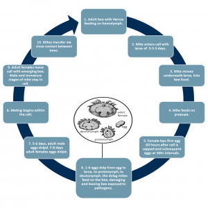 Exhibit 2 – Varroa mite infection cycle