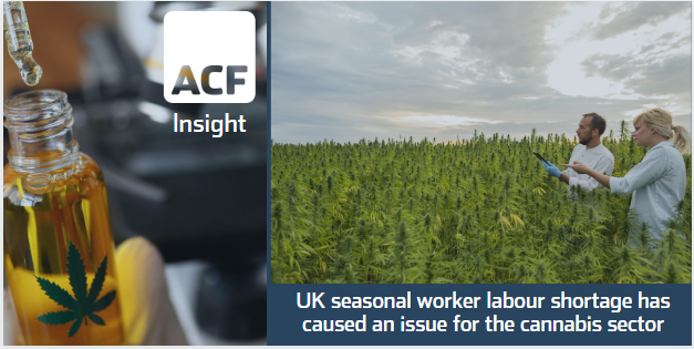 Seasonal workforce curbs UK cannabis growth? Seasonal workforce curbs UK cannabis growth?
