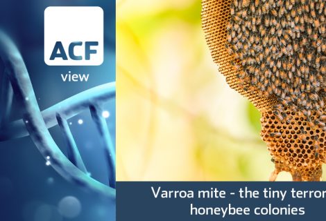 Varroa mite – the tiny terror of honeybee colonies Varroa mite – the tiny terror of honeybee colonies