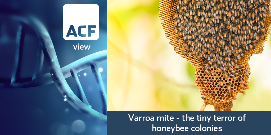 Varroa mite – the tiny terror of honeybee colonies Varroa mite – the tiny terror of honeybee colonies