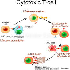 Exhibit 2 Recaps step 5 from Exhibit 1 above and shows the actions leading to cell death after the Cytokines are released