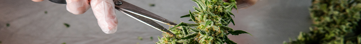 plus products investment research