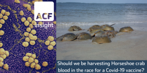 Horseshoe crab blood is key to making a Covid-19 vaccine
