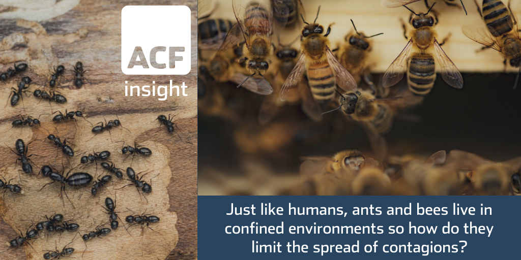 What can ants and bees teach us about containing disease