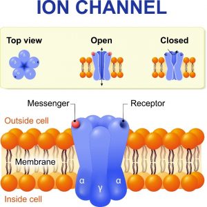 ion channel