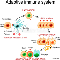 Exhibit 1 Adaptive Immune System