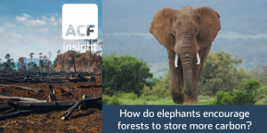 How do elephants encourage forests to store more carbon