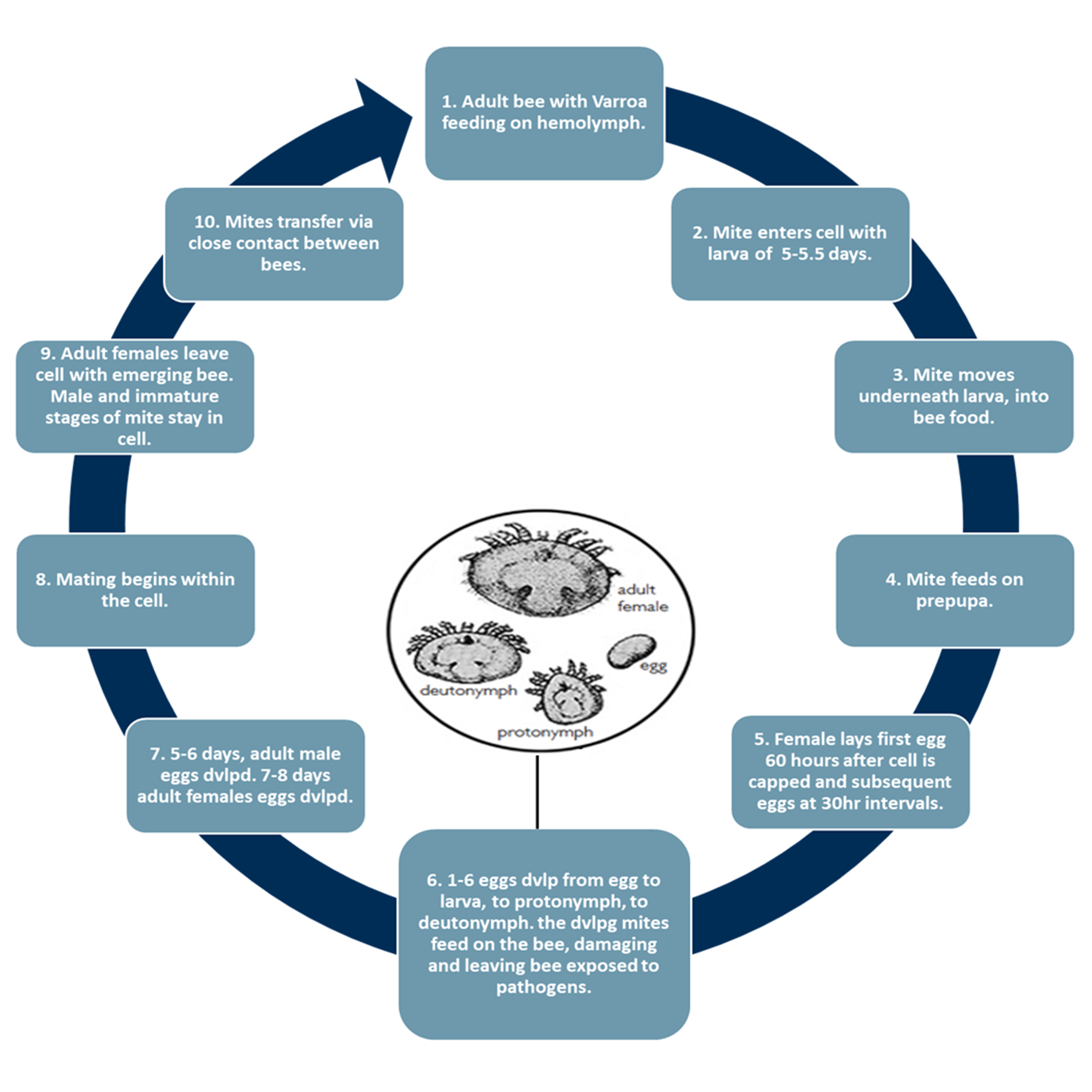 Exhibit 2 – Varroa mite infection cycle
