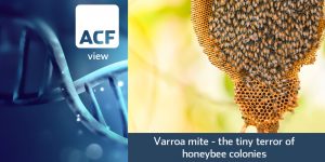 varroa mite - the tiny terror of honeybee colonies
