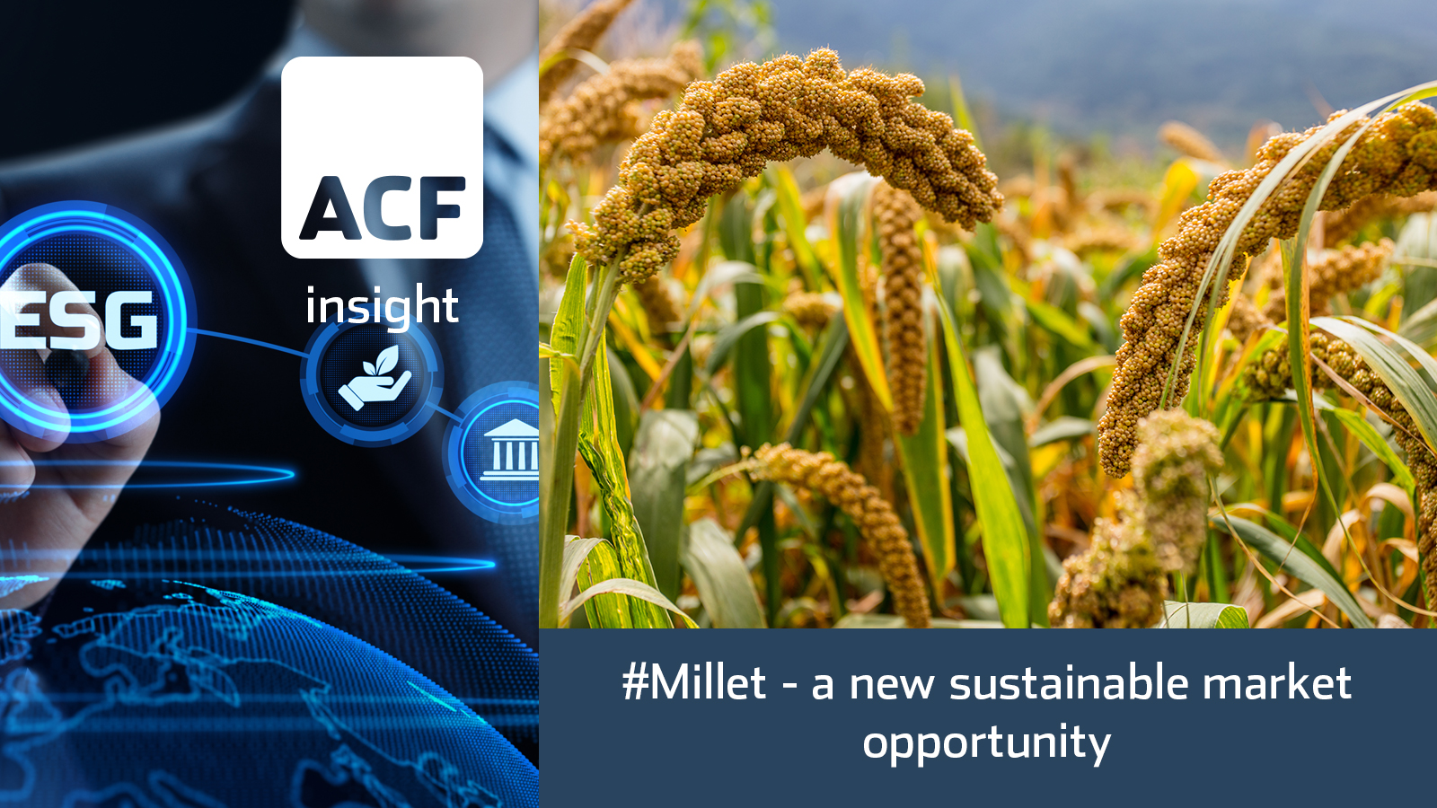 Climate change and the [re]emergence of millet